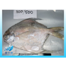 300-500g Peces de plata enteros congelados del pomfret